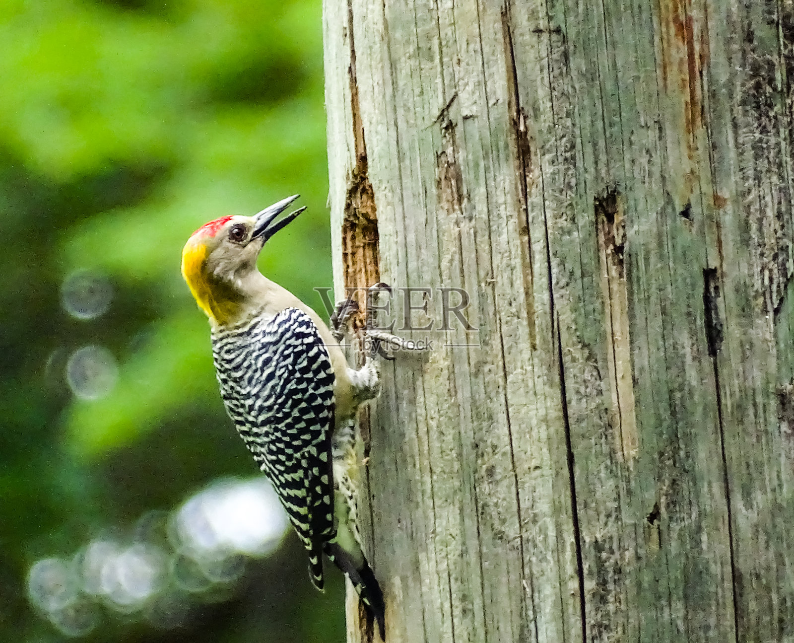 霍夫曼的啄木鸟照片摄影图片