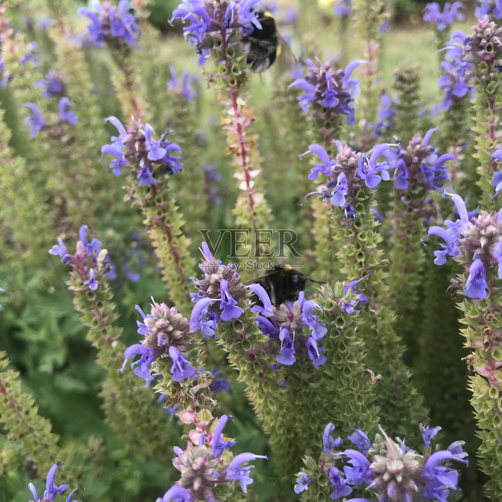 紫罗兰花和蜜蜂的特写照片摄影图片