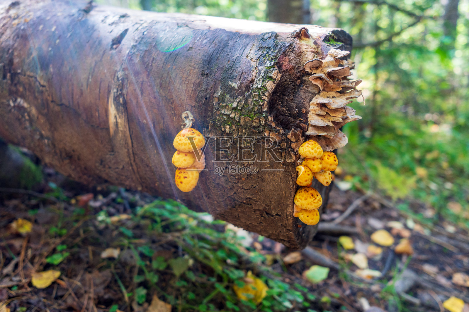 森林里的蘑菇长在一棵老烂树上照片摄影图片