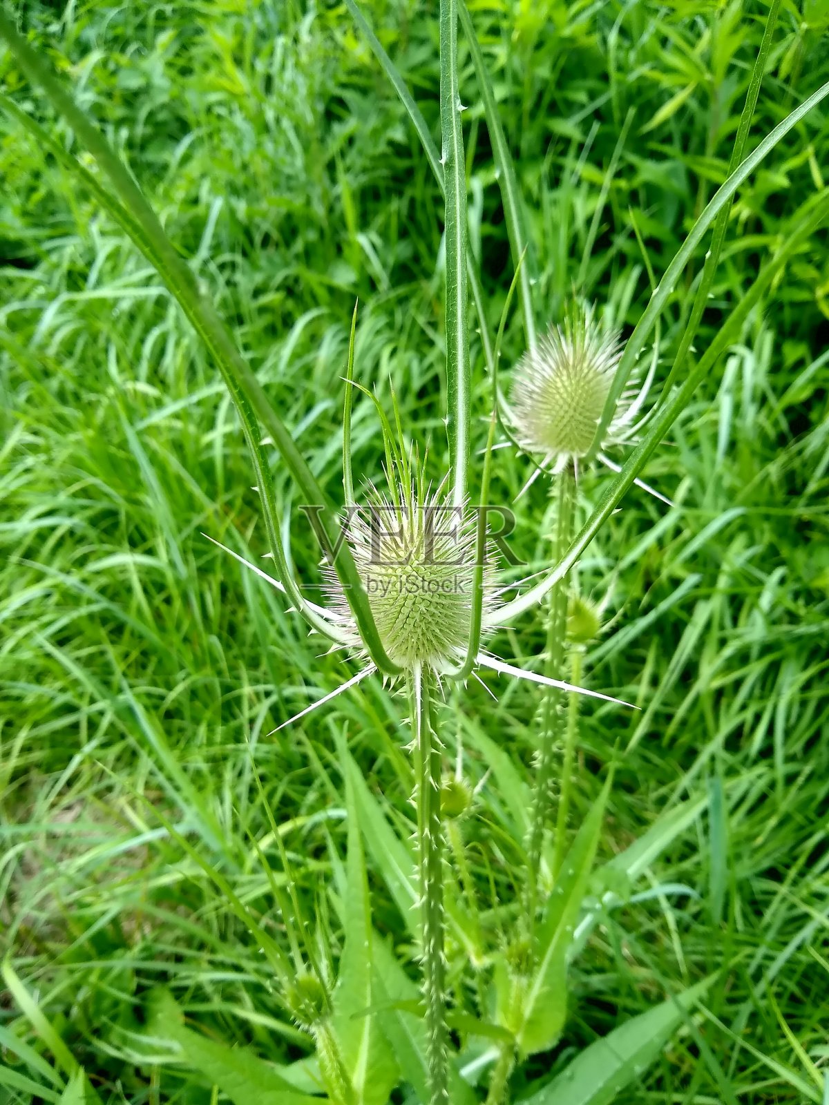 野生续断的特写照片摄影图片