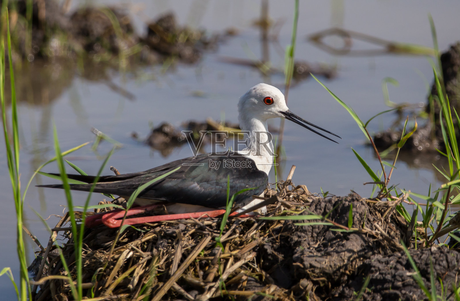 Black-Winged高跷照片摄影图片