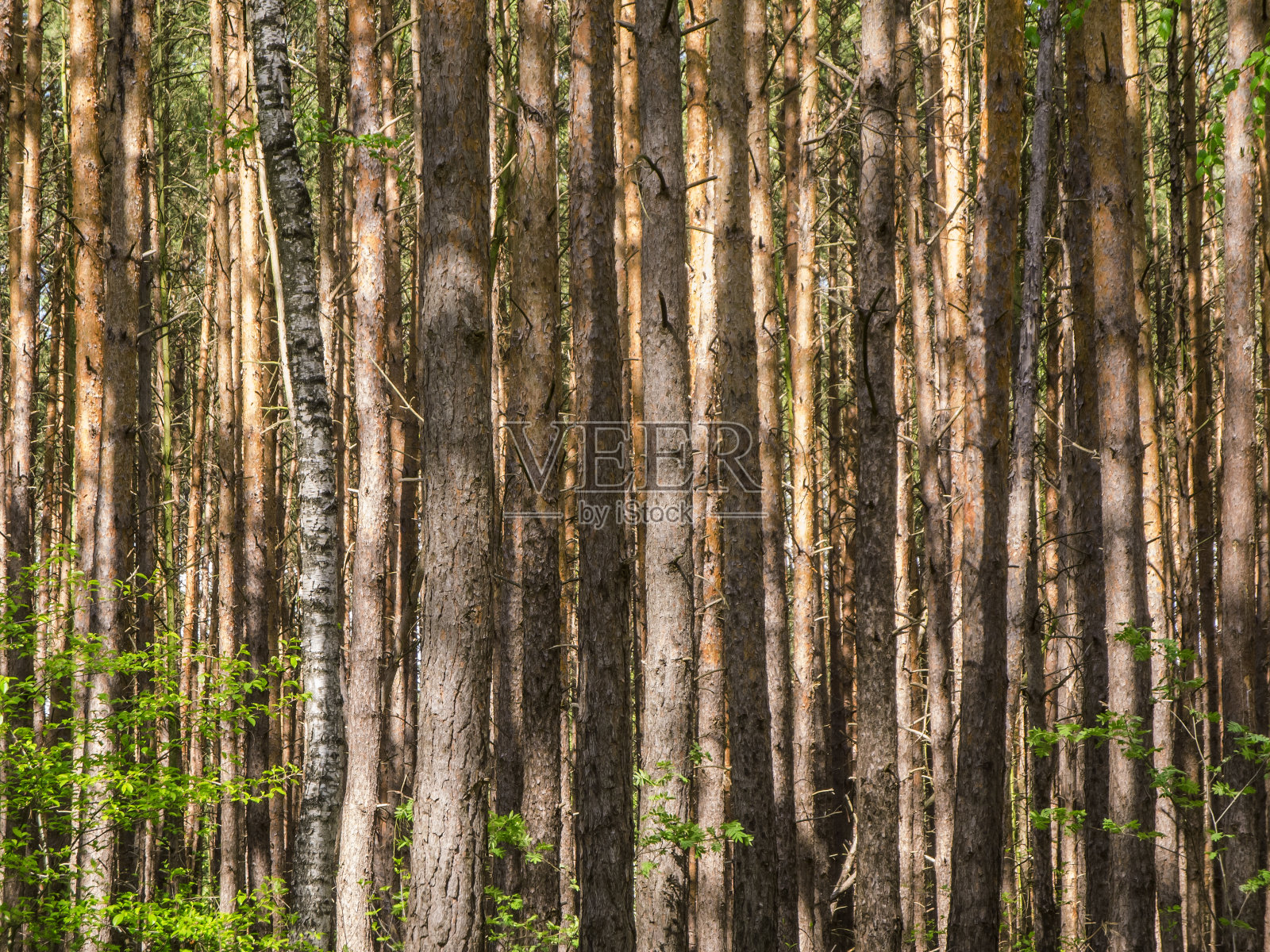 观针叶林照片摄影图片