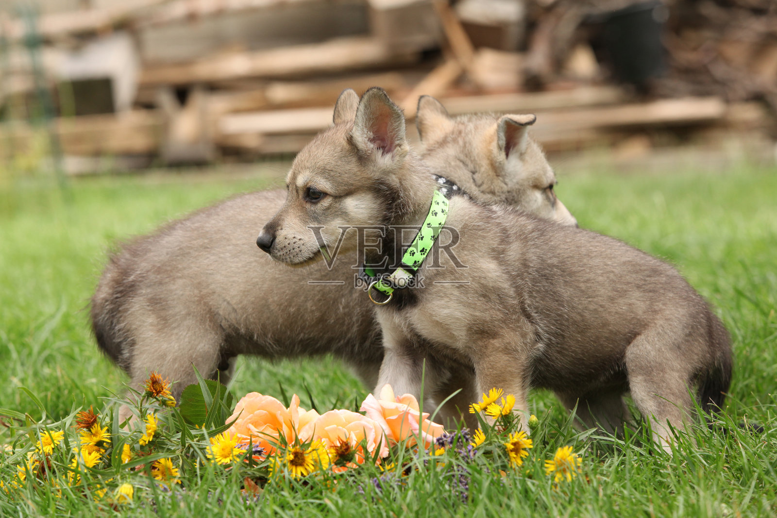 带花的萨洛斯狼犬的小狗照片摄影图片