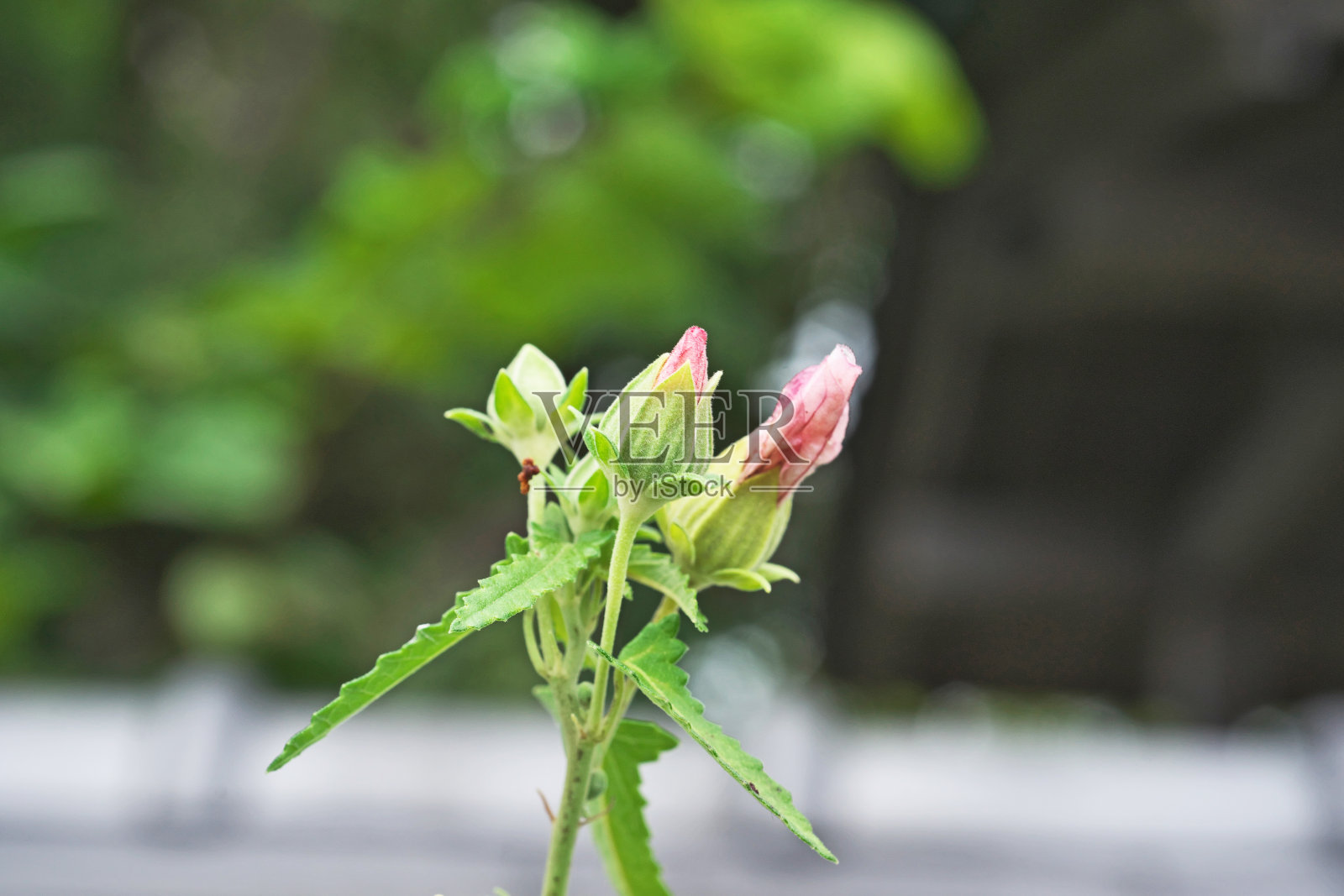 浅色大红花照片摄影图片