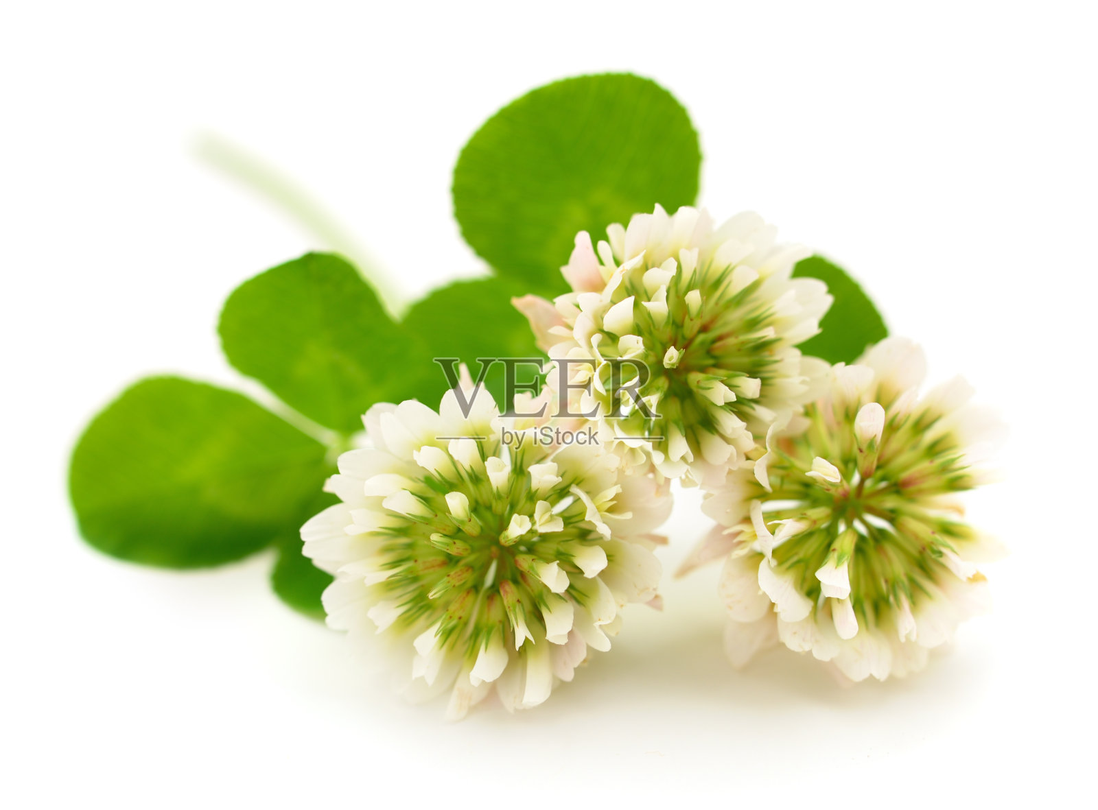 白车轴草的花。照片摄影图片