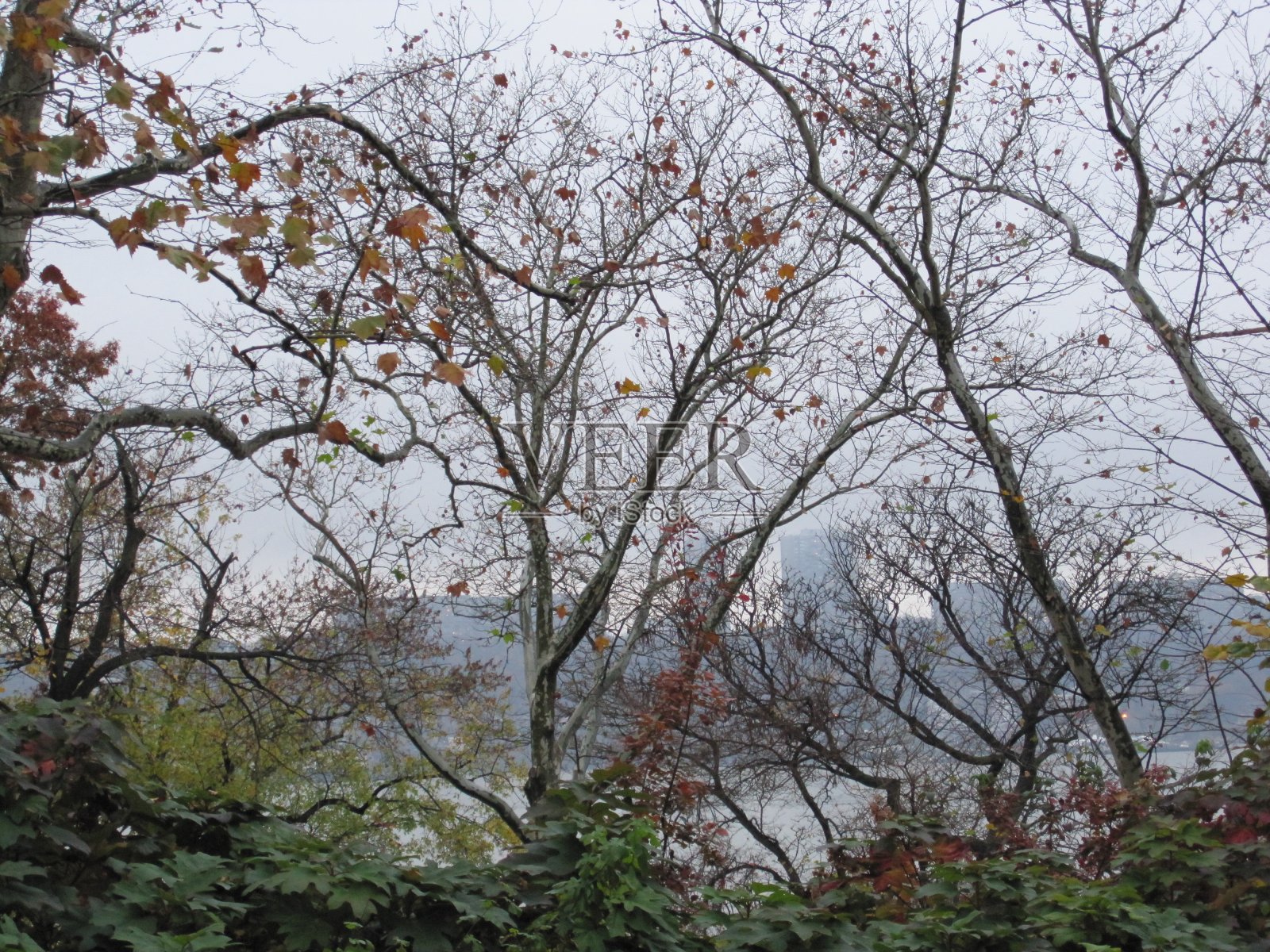 秋天的树木照片摄影图片