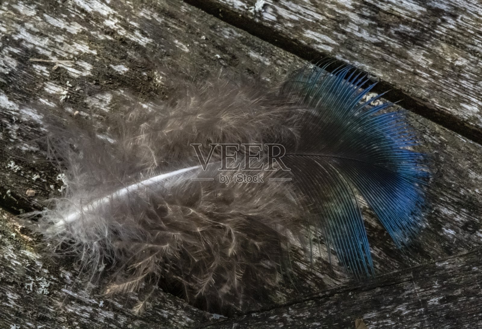 小孔雀羽毛。照片摄影图片