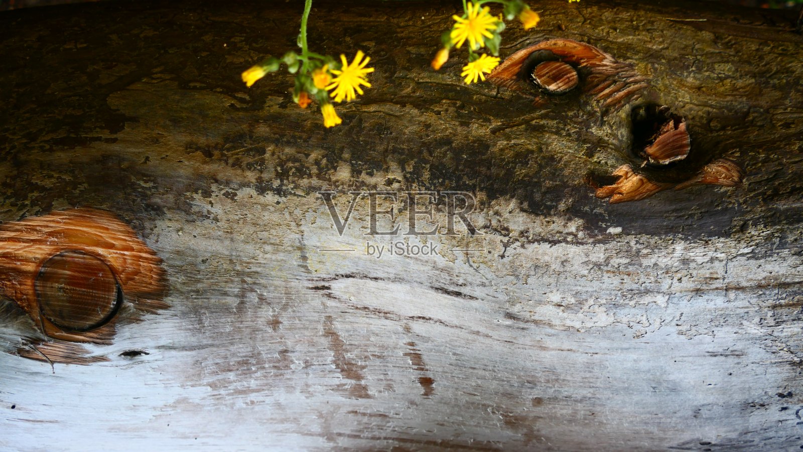 灰色的木质纹理，在完整的框架与小黄花在顶部照片摄影图片