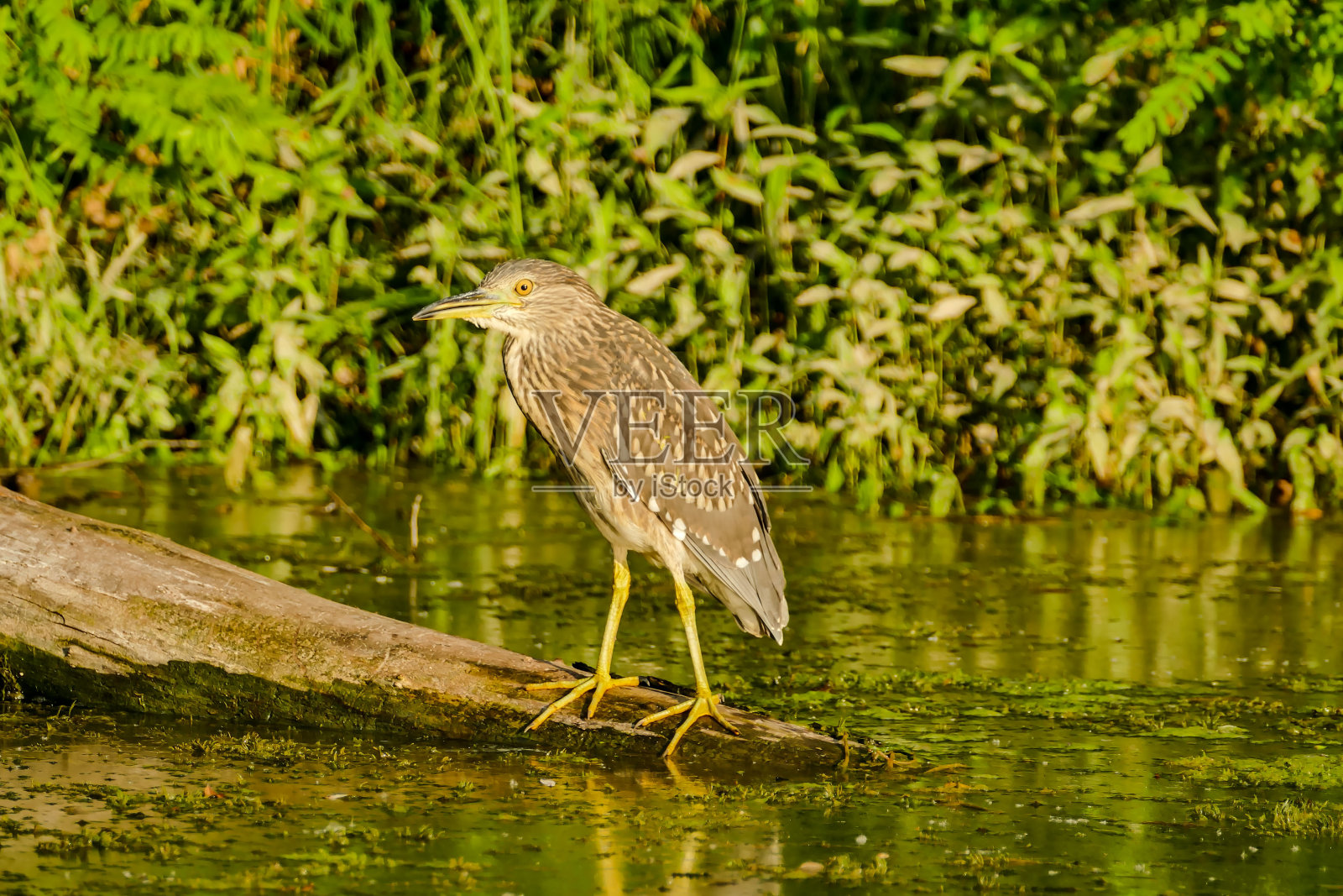 欧亚麻鳽大麻鳽照片摄影图片