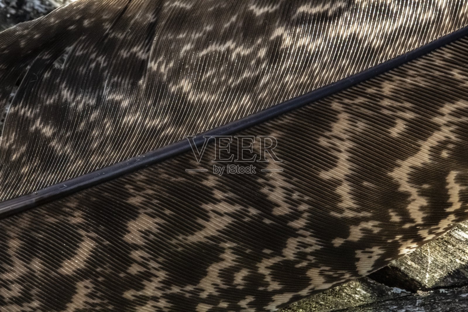 雌性外孔雀羽毛。照片摄影图片