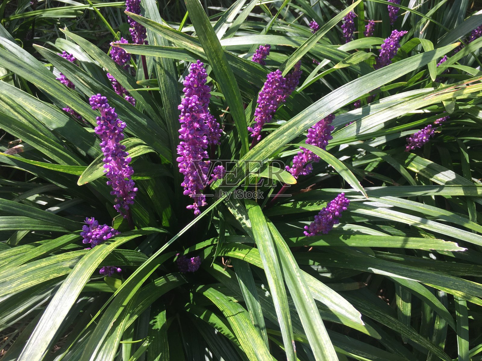 9月纽约曼哈顿的植物开花。照片摄影图片