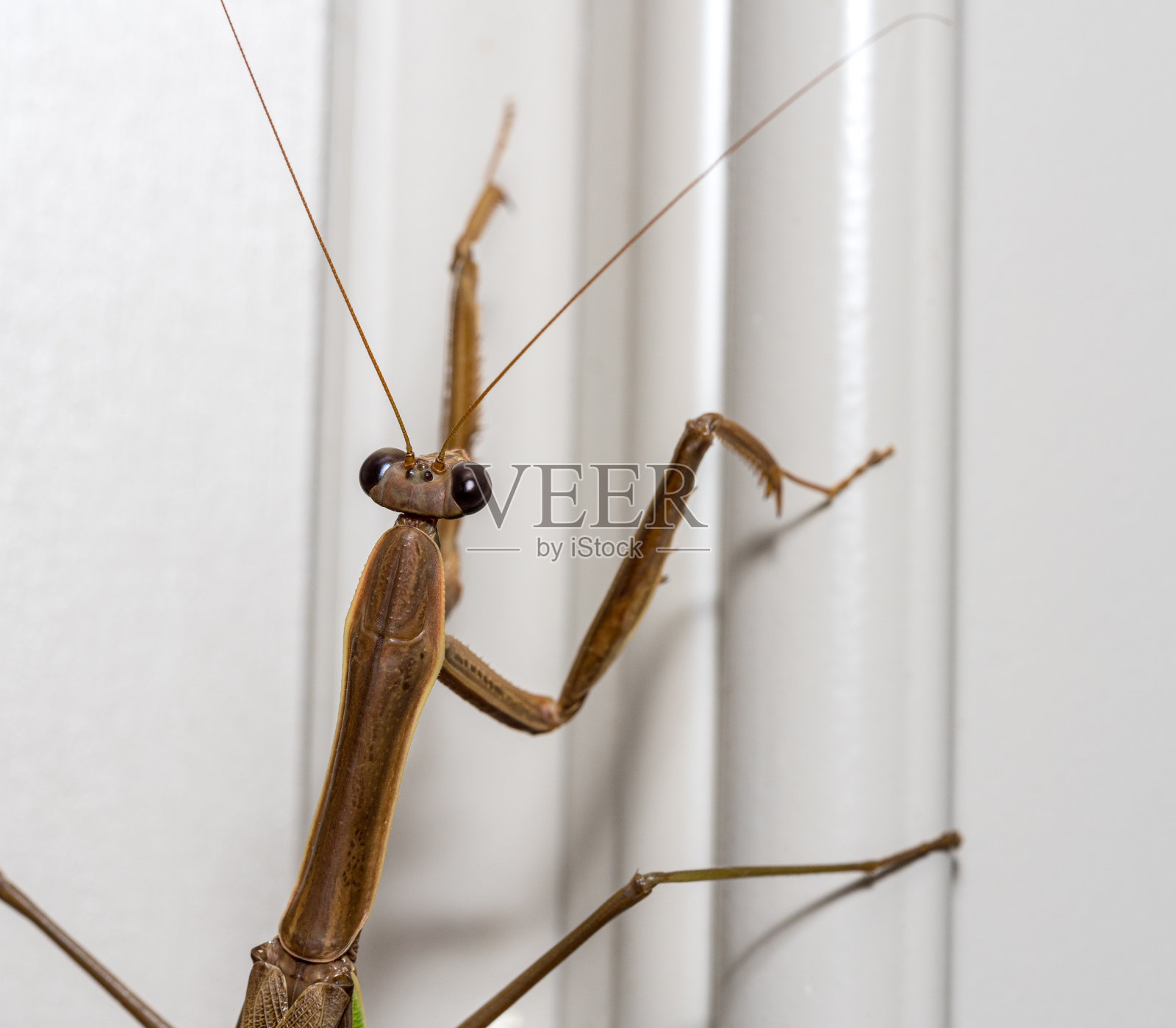 一户人家门框上的棕色螳螂照片摄影图片