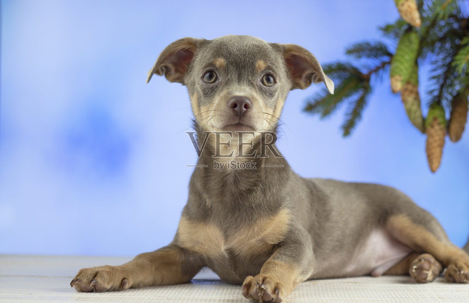 弗拉圣诞节。喜庆的圣诞背景。新年和圣诞节。圣诞贺卡的背景。圣诞树和狗。狗看着摄像机。Copyspace照片摄影图片