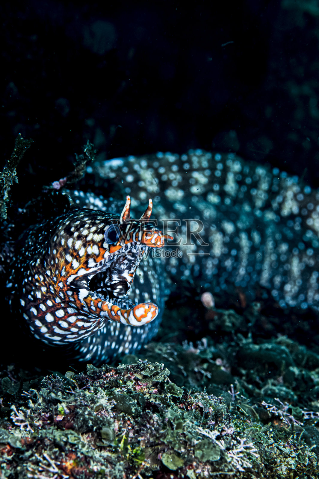 日本千叶水下龙鳗的脸和嘴照片摄影图片