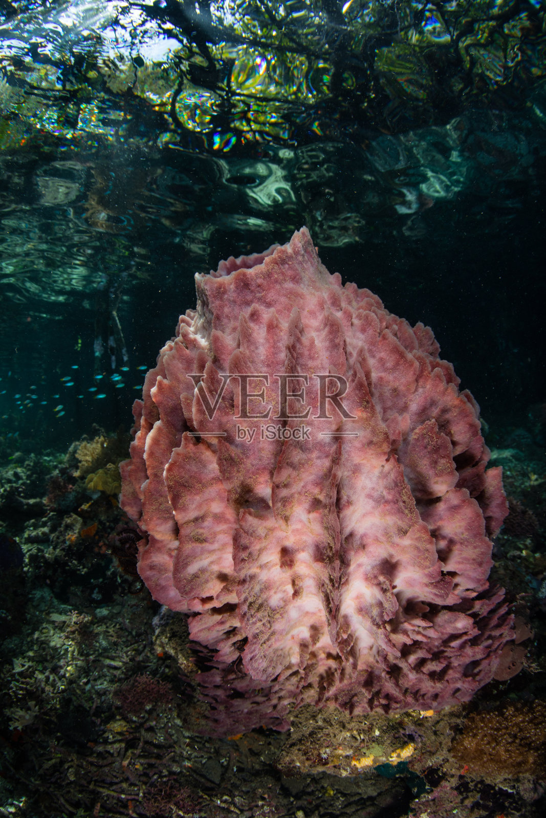 Raja Ampat红树林边缘的桶海绵照片摄影图片