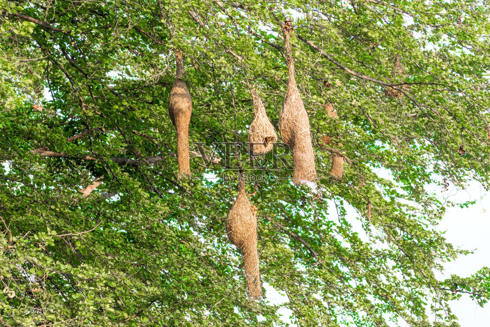 几只雀鸟在树上筑巢照片摄影图片