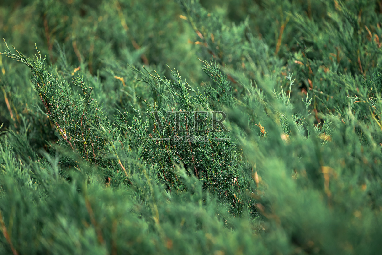 鲜绿色的幼针叶树枝照片摄影图片