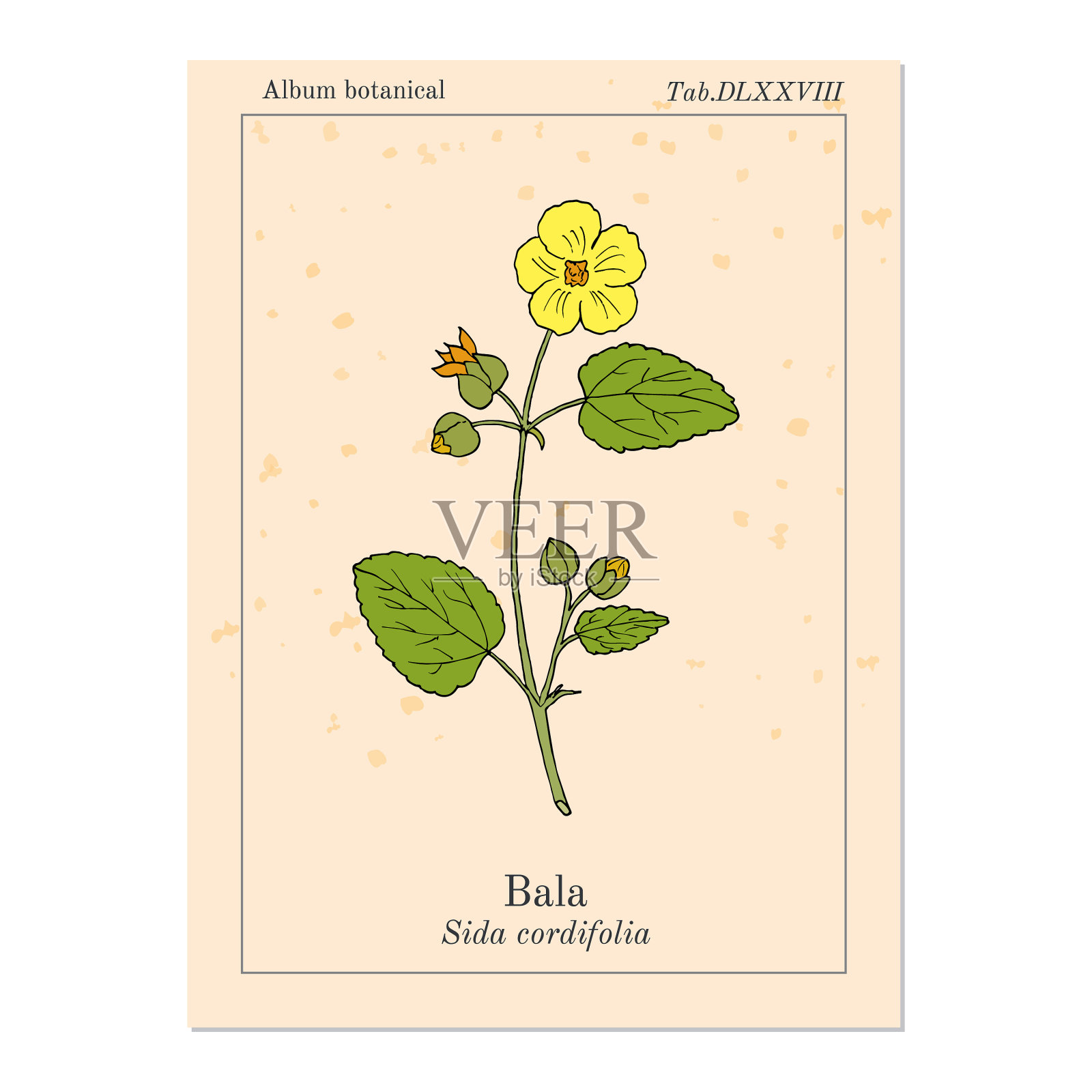 青花或锦葵绒插画图片素材