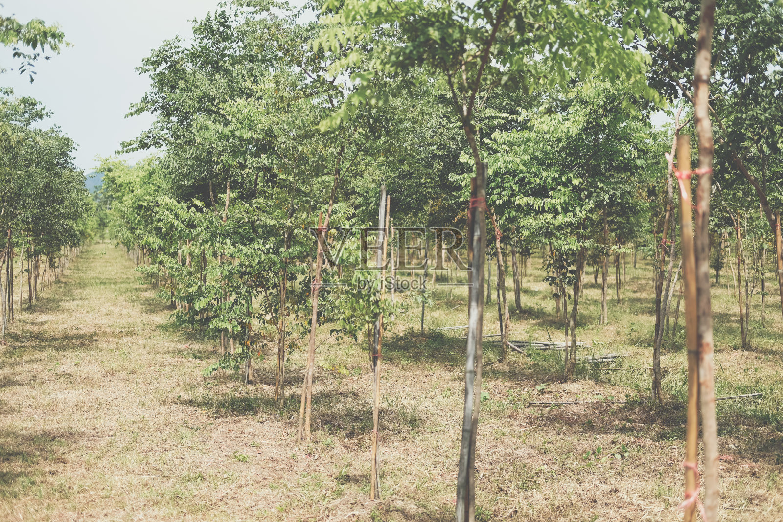 种植连体紫檀照片摄影图片