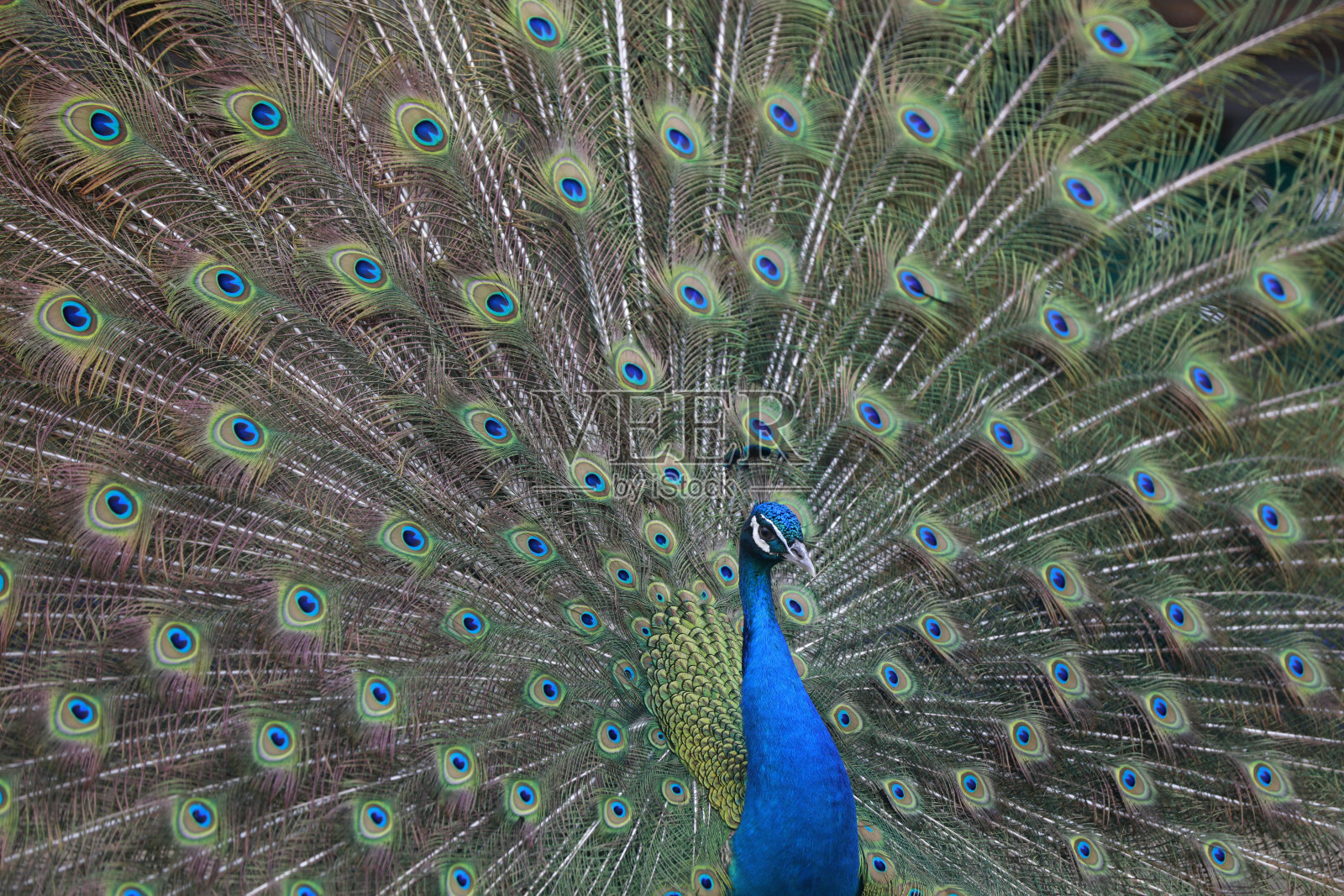 农场里的孔雀照片摄影图片