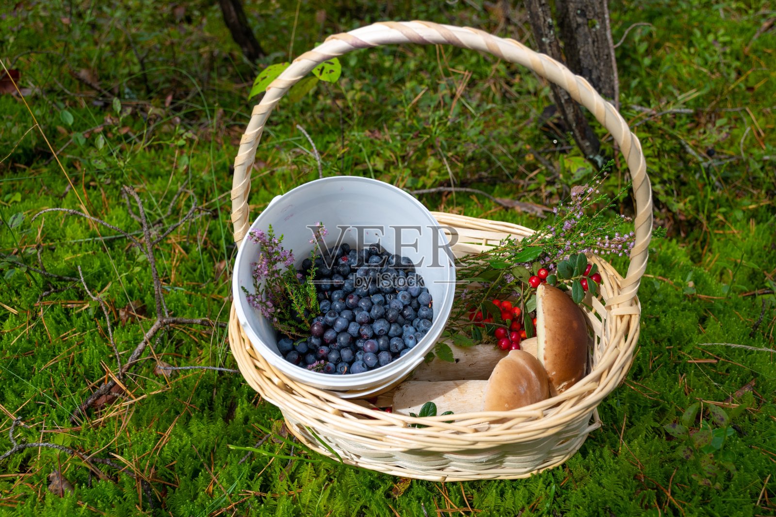 牛肝菌或牛肝菌，蓝莓和蔓越莓放在柳条篮子里照片摄影图片