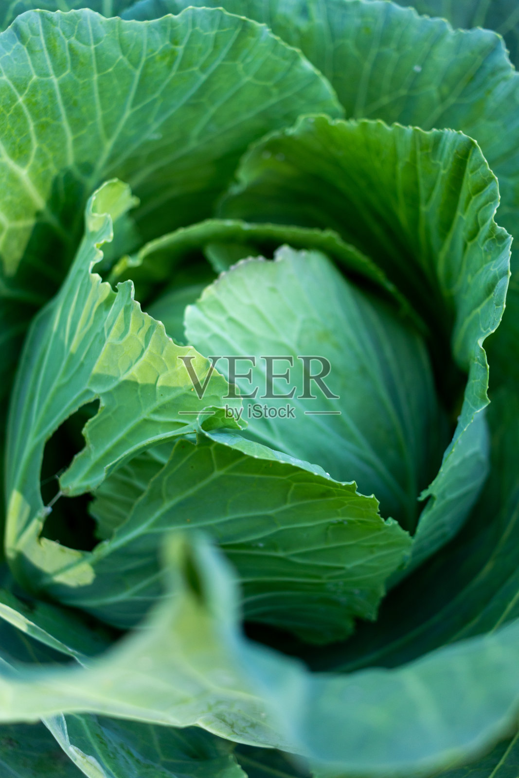 生的新鲜的绿色卷心菜的质地和背景，俯视图在黑暗的背景照片摄影图片