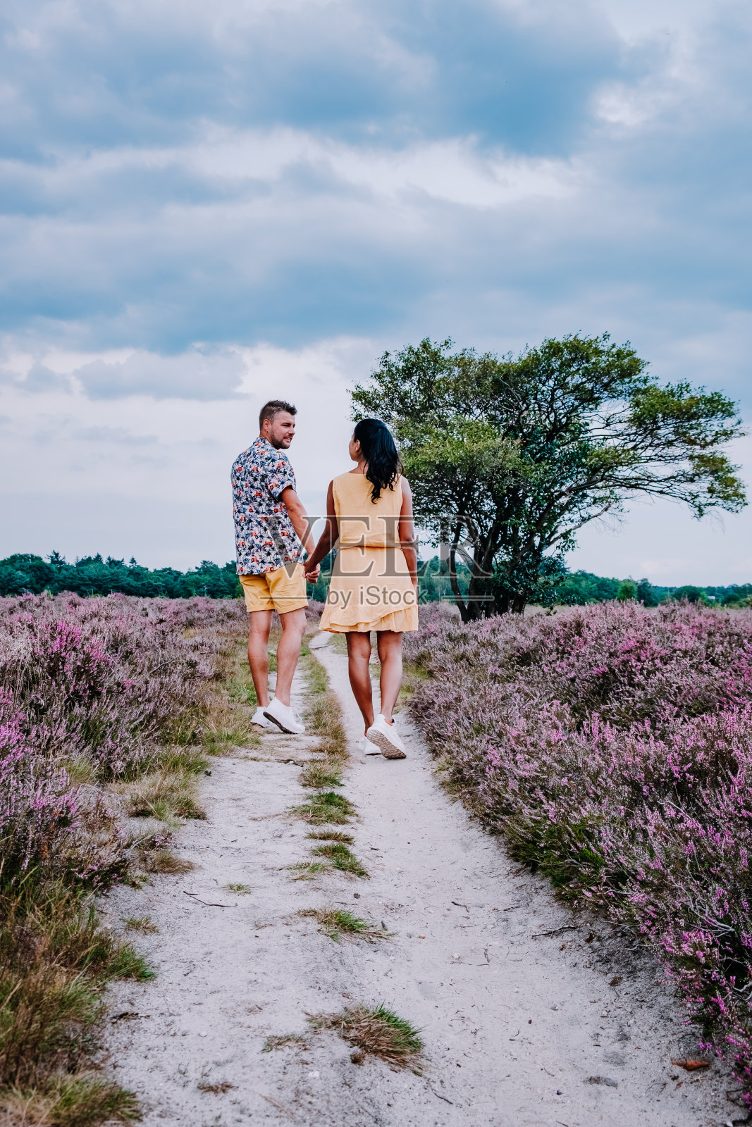 盛开的石南田在荷兰希尔弗瑟姆Veluwe Zuiderheide附近，盛开的粉红色紫色石南田在早晨与雾和雾在日出照片摄影图片