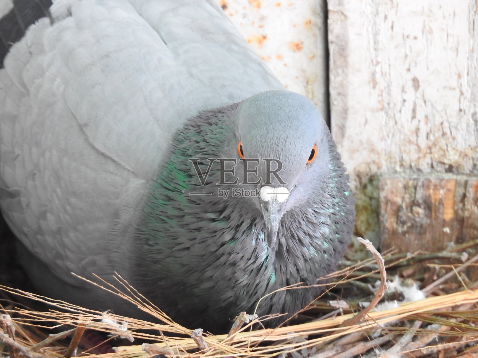 鸽子特写镜头照片摄影图片