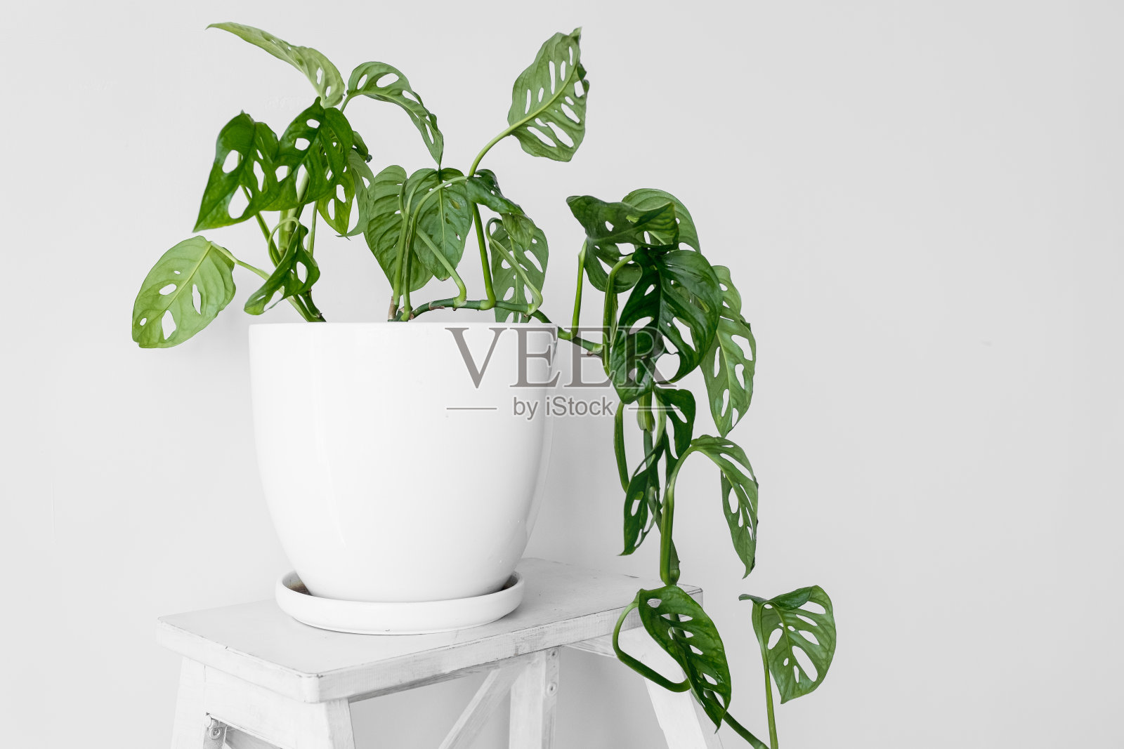 美丽的植物猴王面具在一个白色的罐子站在一个白色的基座上，在一个白色的背景。室内植物斜纹芒斯特拉在白色的背景与坚硬的阴影。照片摄影图片