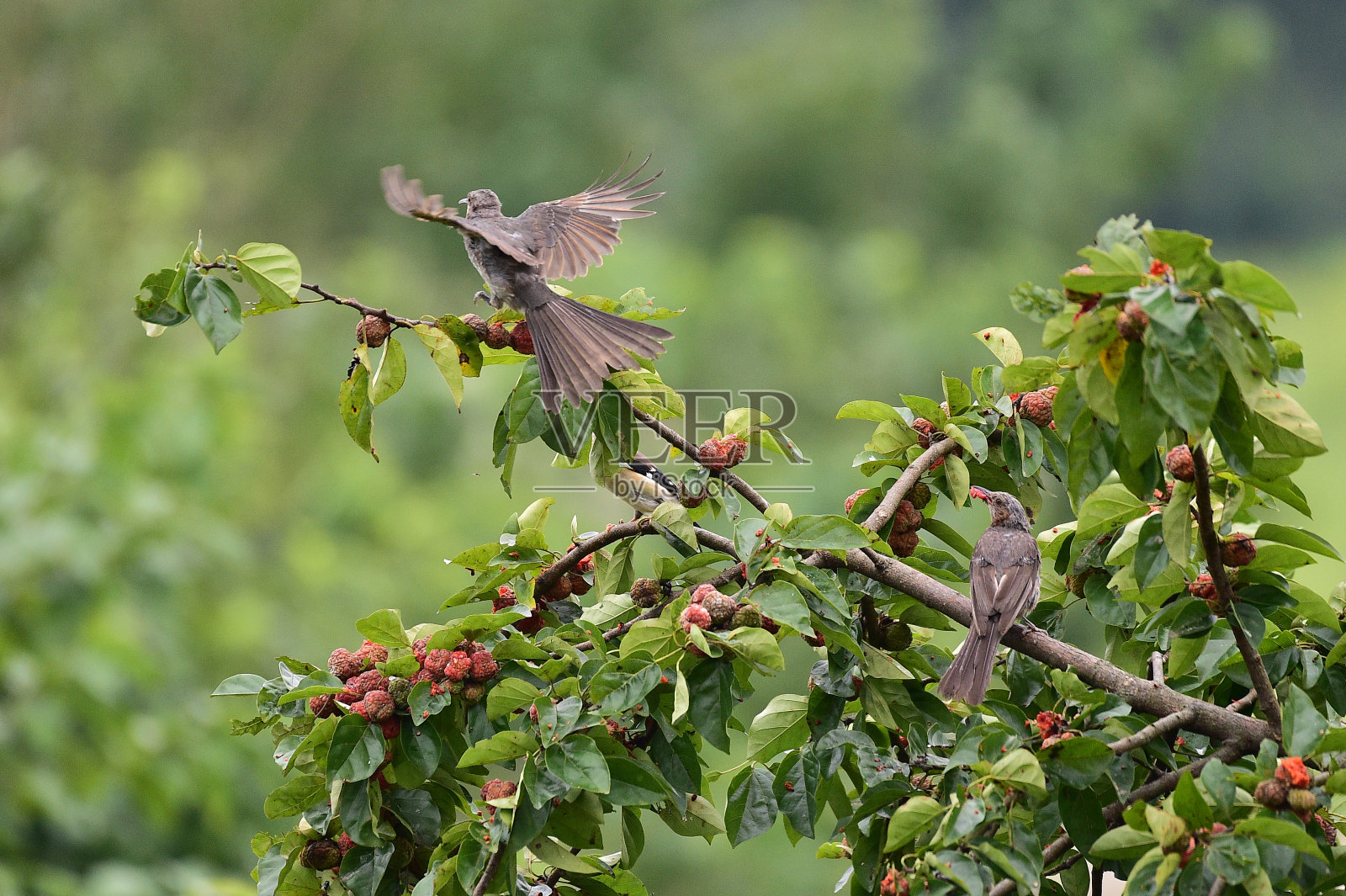 Brown-eared夜莺照片摄影图片