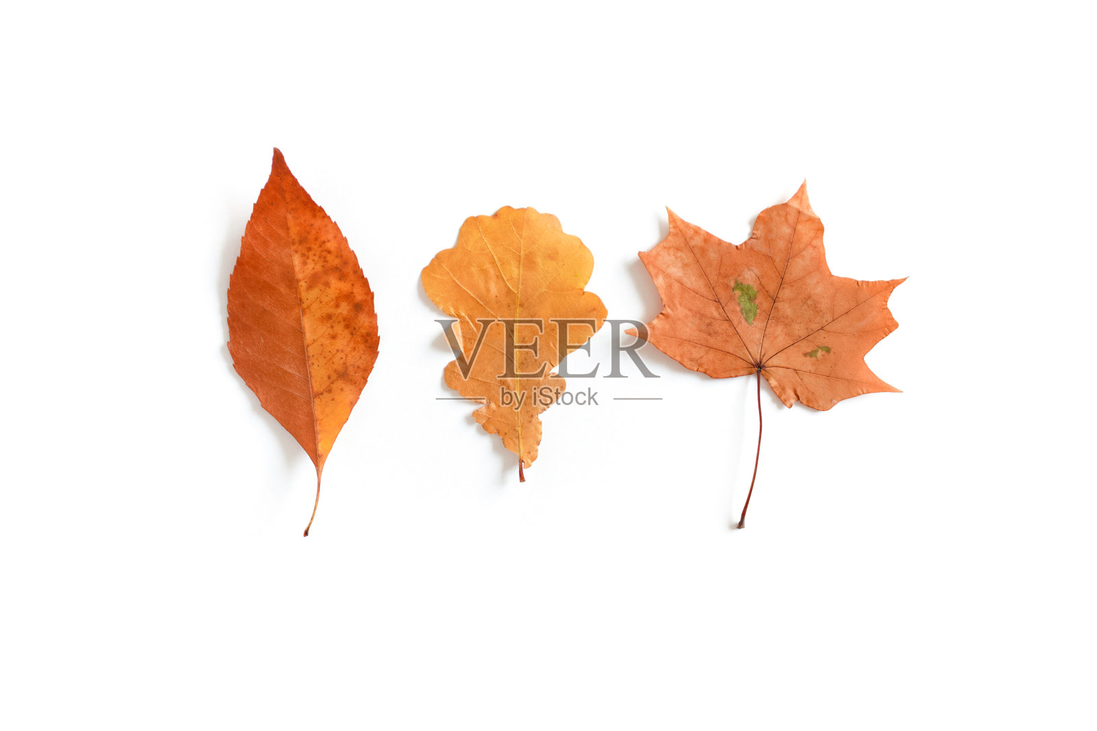 黄色的干树叶照片摄影图片