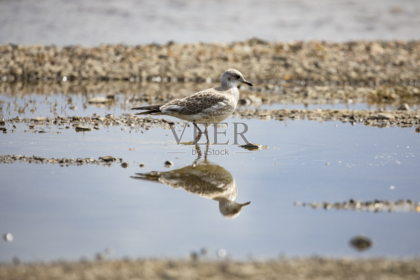 波罗的海的小海鸥。照片摄影图片