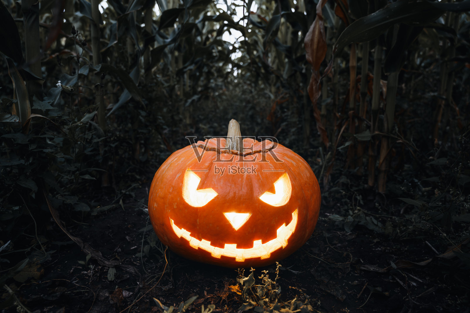 万圣节的背景。玉米地里诡异的发光南瓜灯。照片摄影图片