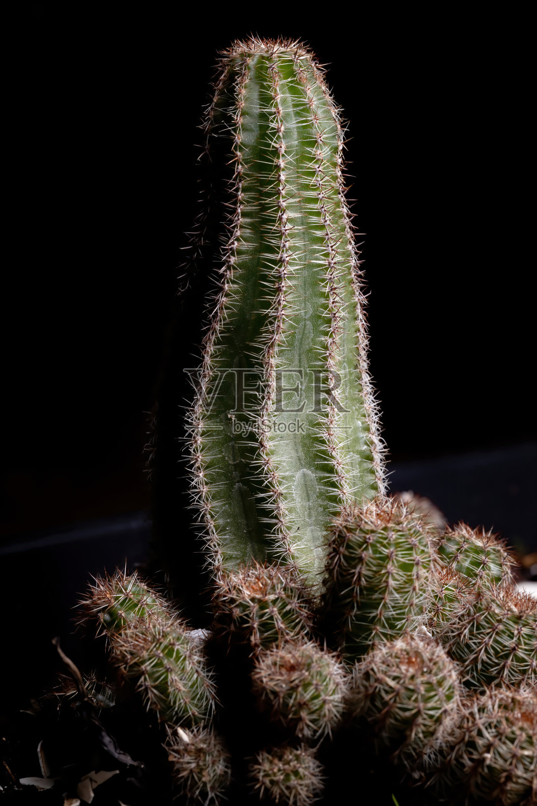 仙人掌照片摄影图片