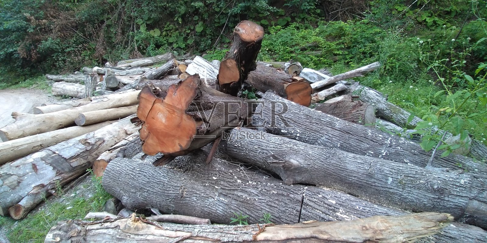 砍树自然照片摄影图片