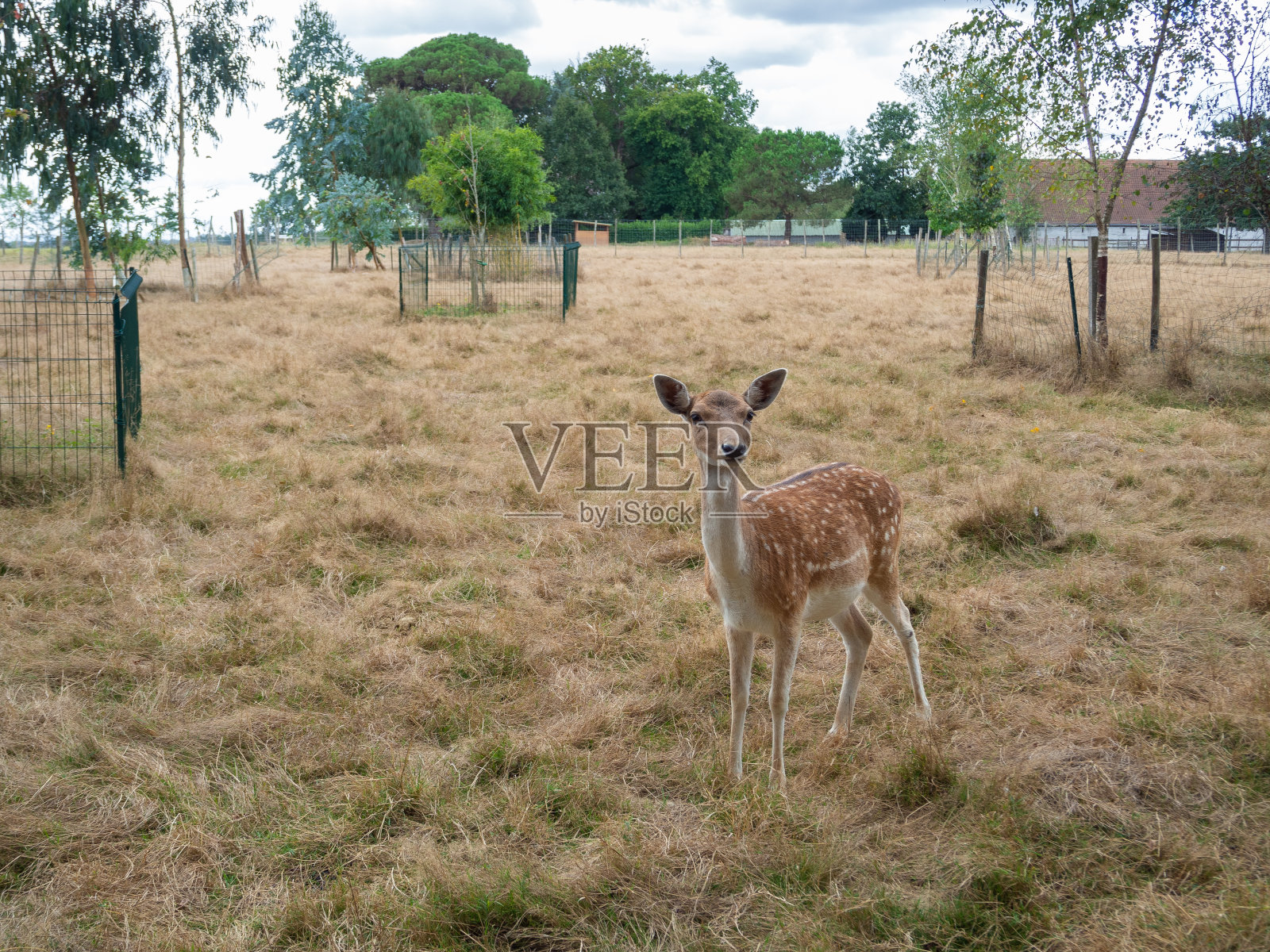 鹿被囚禁照片摄影图片