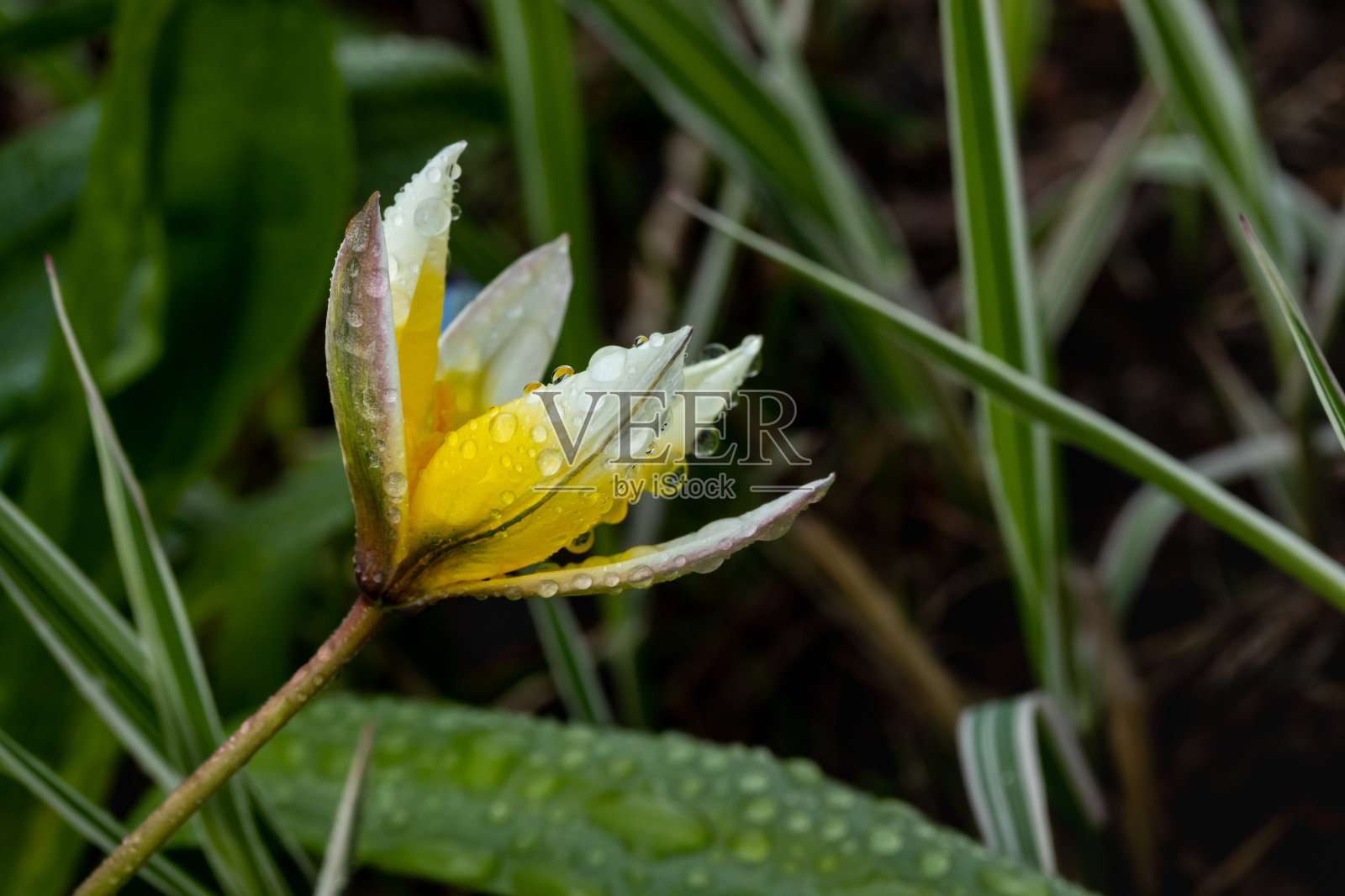 美丽的黄白色的野生郁金香花和雨点在春天照片摄影图片