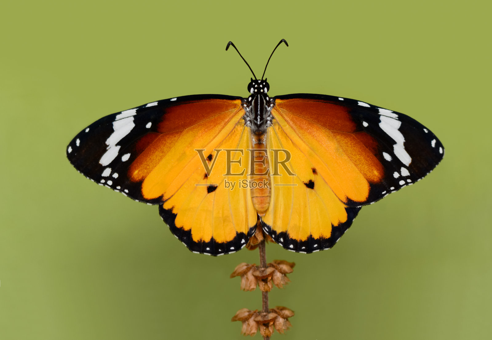 特写美丽的蝴蝶和花在花园里。照片摄影图片