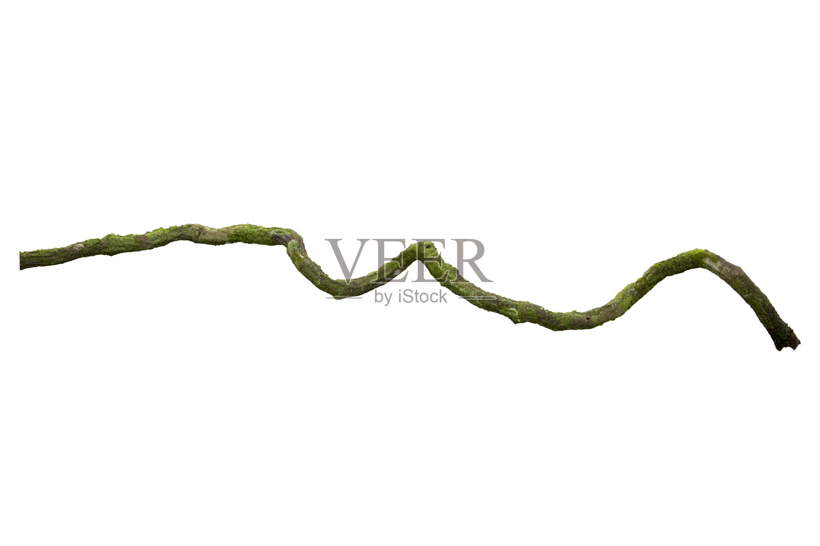 一棵长满青苔的大树根，孤立在白色的背景上，包括修剪路径。花卉Desaign。高清图像和大分辨率。可以用作墙纸吗照片摄影图片