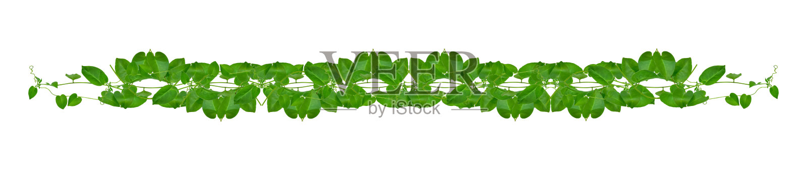 心形的绿叶攀缘藤蔓，野樱草(Telosma cordata)的常青藤，野樱草的森林植物，生长在白色的背景上，修剪路径包括。照片摄影图片