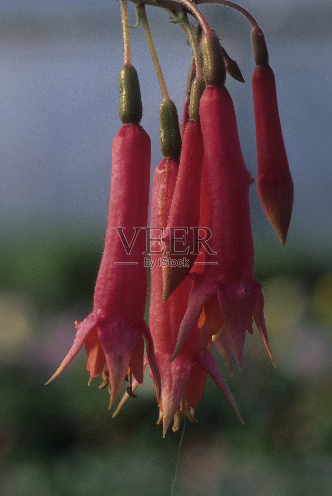 樱红色照片摄影图片