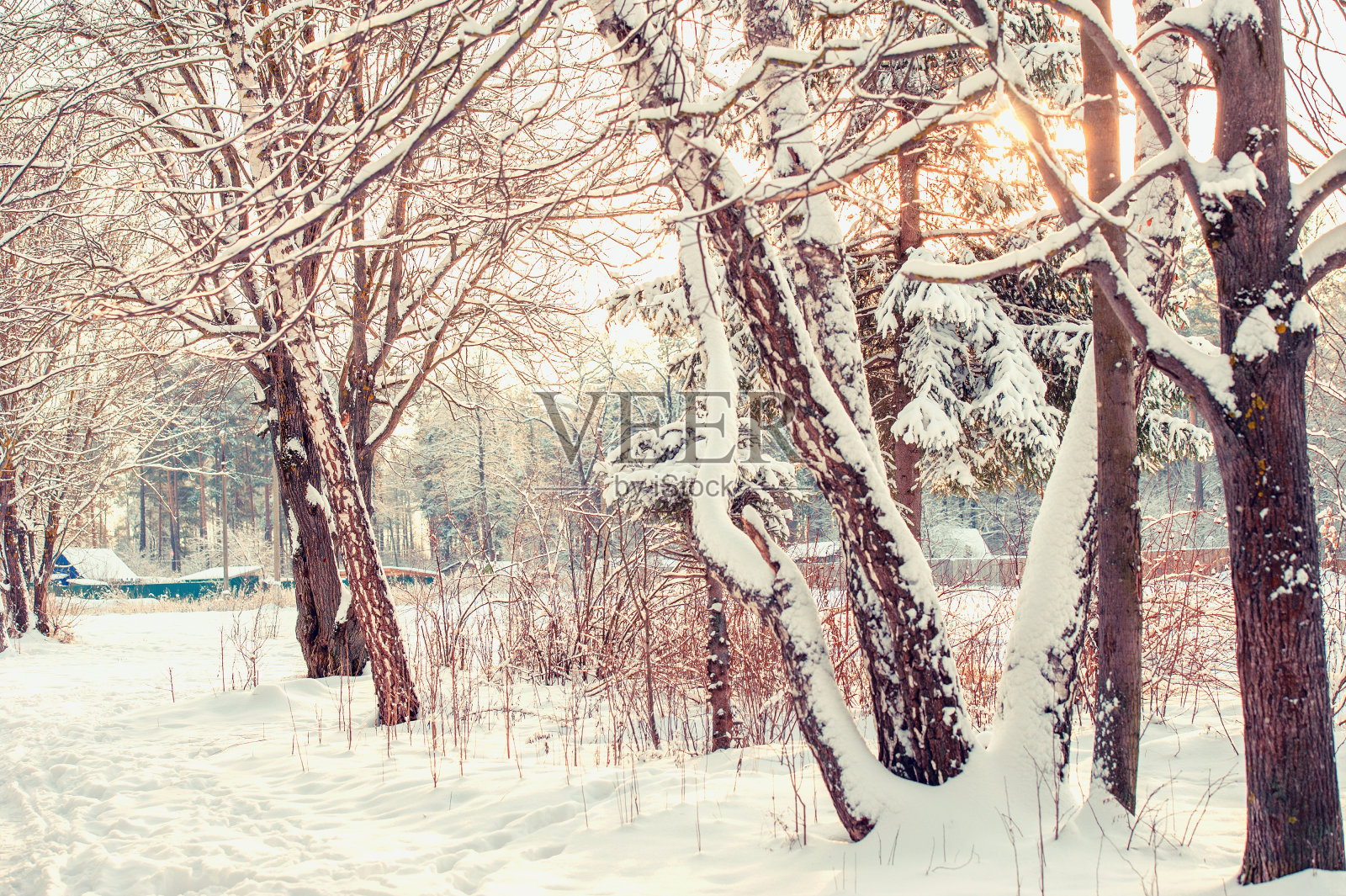 美丽的风景树木和树枝在霜冻在冬天的黎明。寒冷的冬日里。圣诞节的背景照片摄影图片