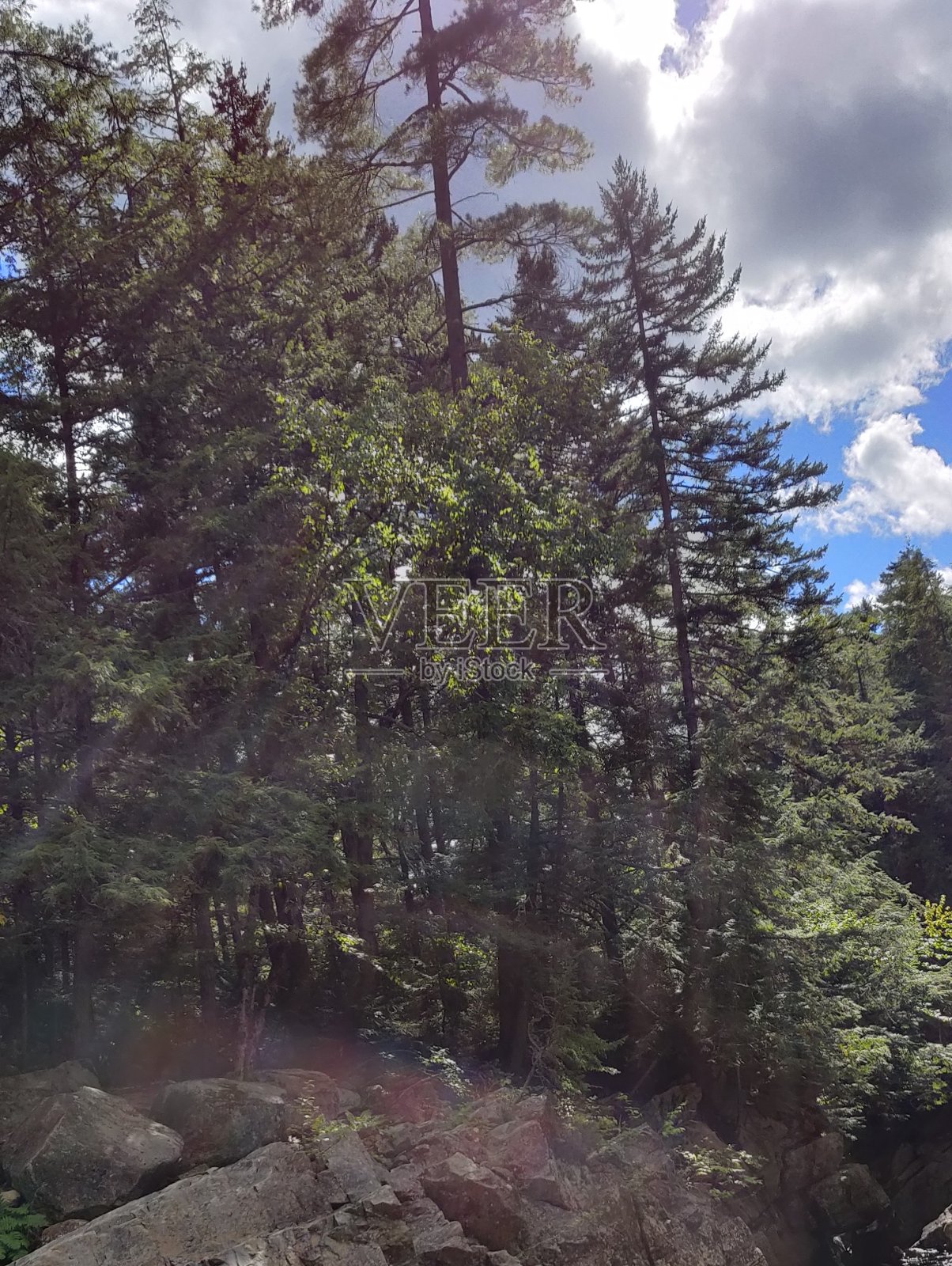 覆盖的阳光照耀着森林照片摄影图片