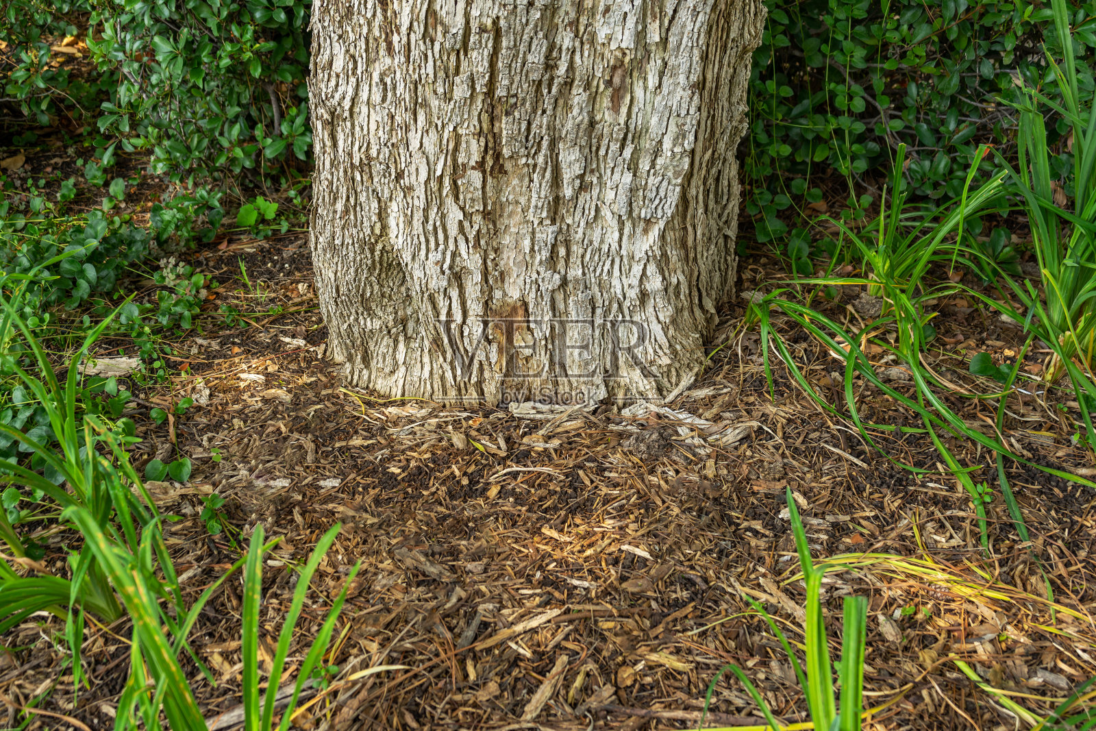 树干用木屑覆盖照片摄影图片