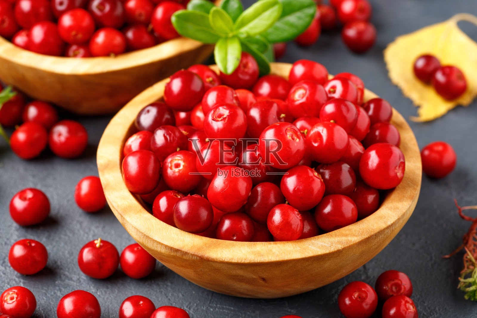 红色野生森林浆果-越桔照片摄影图片