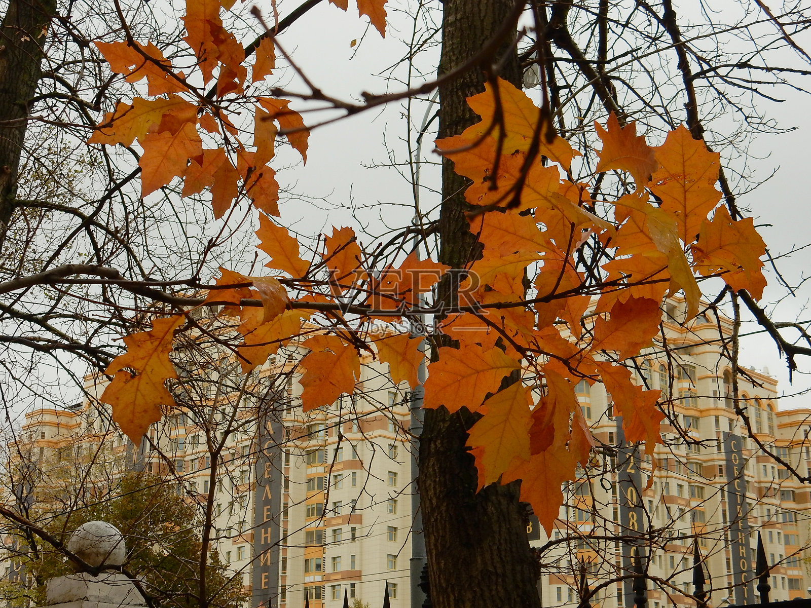 秋叶映着天空照片摄影图片