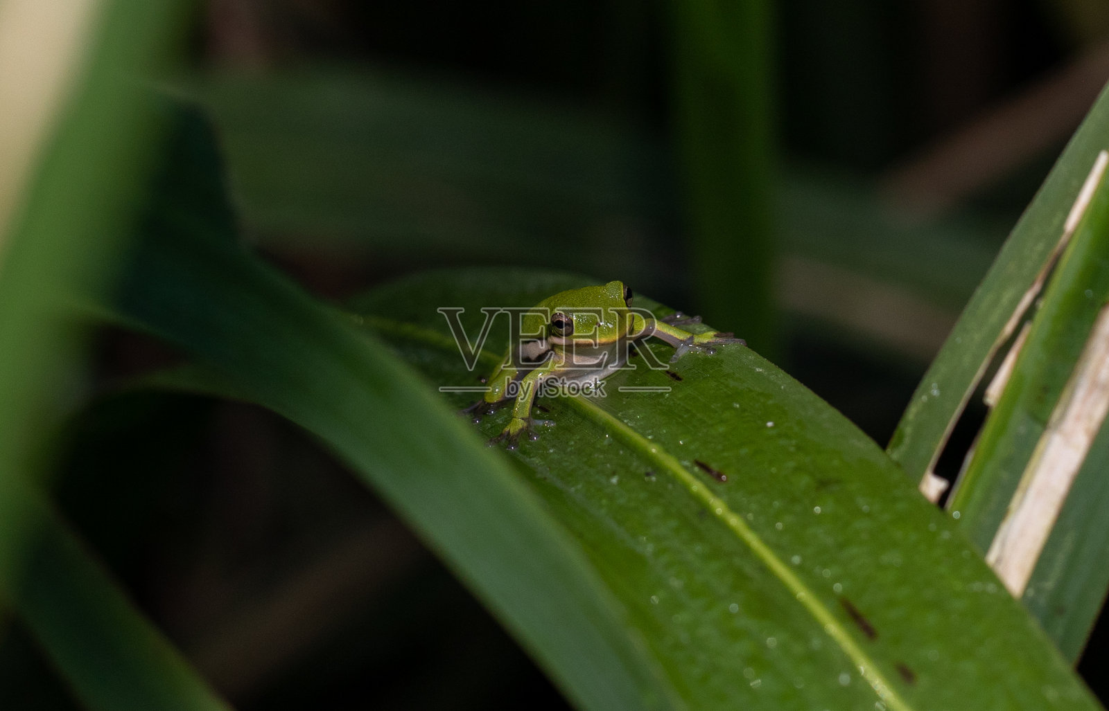 绿色的树蛙在叶子上照片摄影图片