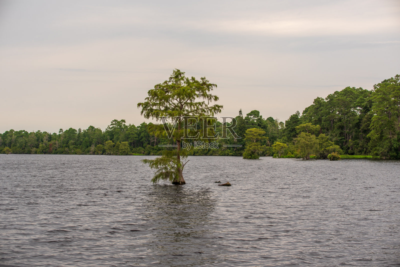 长满青苔的树照片摄影图片