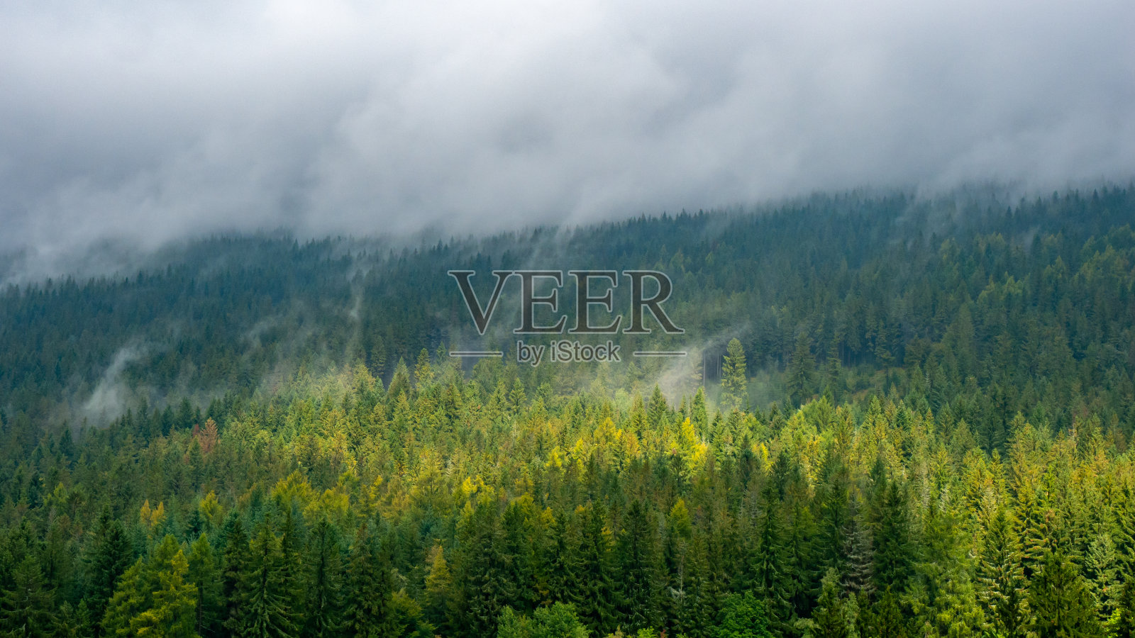 云雾景观与冷杉林。照片摄影图片