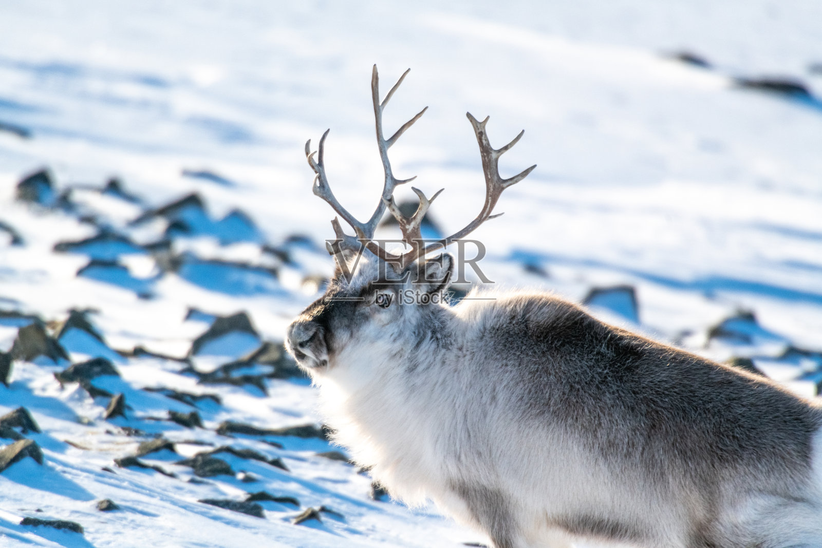 驯鹿在斯瓦尔巴德上穿着冬天的毛皮照片摄影图片